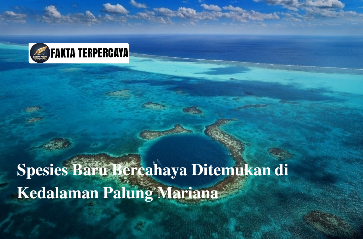 Spesies Baru Bercahaya Ditemukan di Kedalaman Palung Mariana
