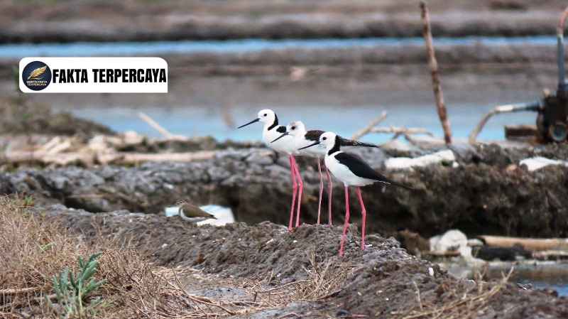 Keajaiban Migrasi Burung: Bagaimana Navigasi Alami Bekerja Tanpa Kompas?
