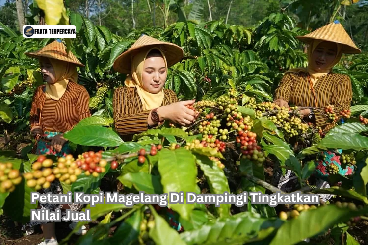 Petani Kopi Magelang Di Dampingi Tingkatkan Nilai Jual