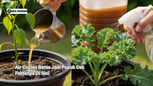 Air Cucian Beras Jadi Pupuk Cek Faktanya Di Sini