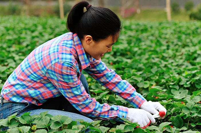 Studi Tanaman Bersuara Saat Sedang Stres