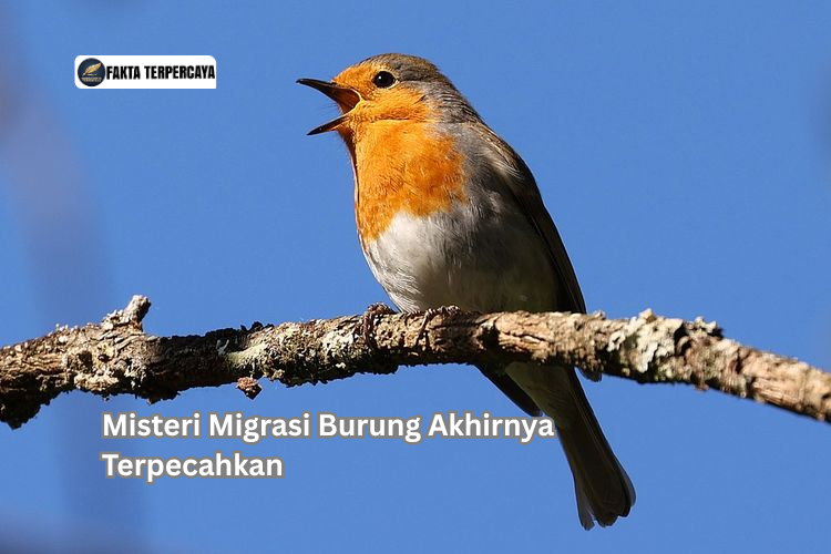 Misteri Migrasi Burung Akhirnya Terpecahkan