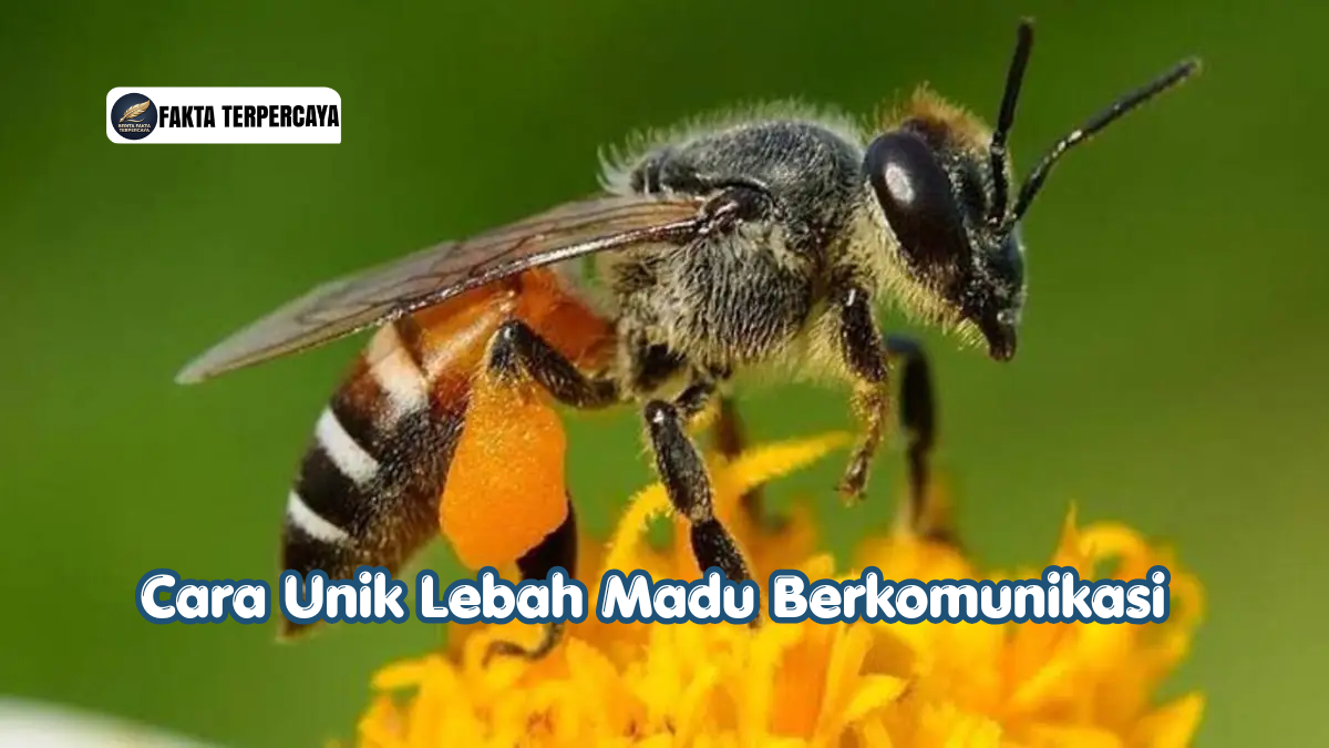 Cara Unik Lebah Madu Berkomunikasi