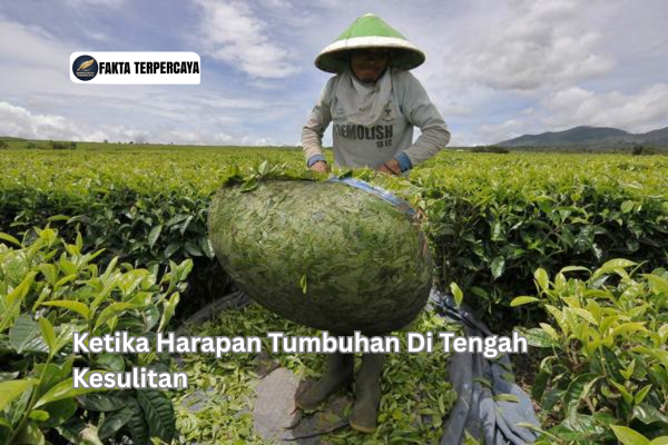 Ketika Harapan Tumbuhan Di Tengah Kesulitan